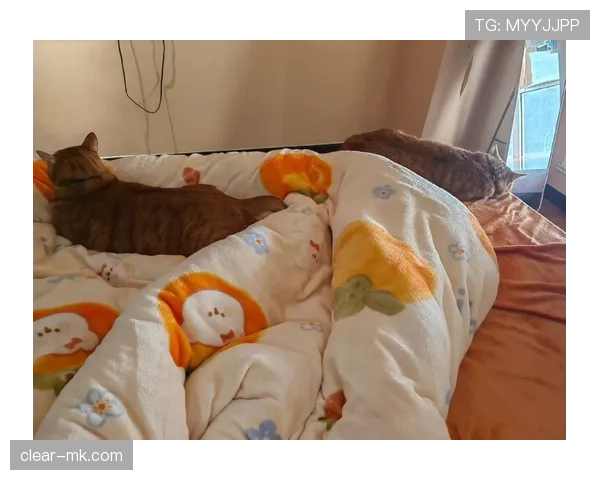 惠若琪退役后这生活也太松弛了吧，每天睡到自然醒还晒猫？